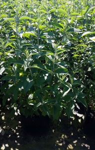 Buddleia Pink Delight 3g.