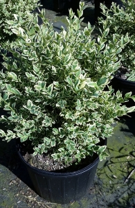 Buxus variegated 3g.
