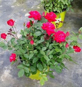 Rose Double Knockout 3g.